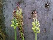 Lachenalia pallida